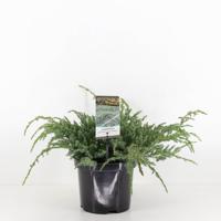 Juniperus squamata blue carpet 30 cm - Warentuin natuurlijk