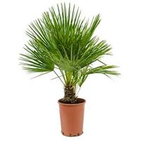 Chamaerops palm humilis M kamerplant - thumbnail
