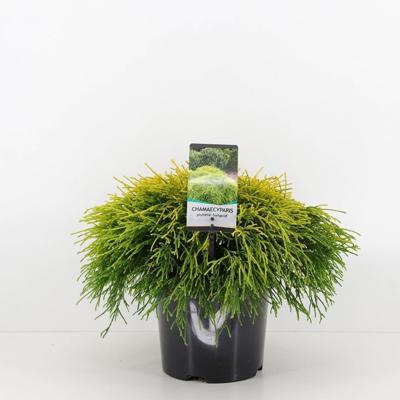 Chamaecyparis pis sungold 30 cm - Warentuin natuurlijk