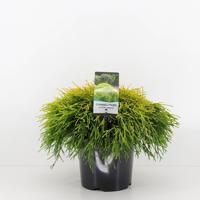 Chamaecyparis pis sungold 30 cm - Warentuin natuurlijk