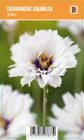 Vips Catananche caerulea Alba - witte strobloem - thumbnail