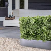 Schefflera kunstheg 80x25x56cm - UV bestendig Schefflera kunstheg 80x25x56cm - UV bestendig