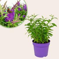Buddleja Davidii Butterfly Candy Little Purple - Vlinderstruik - P19