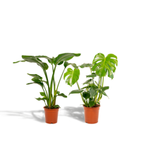 Strelitzia Nicolai - Ø19cm - ↕85cm + Monstera Deliciosa - Ø21cm - ↕75cm Strelitzia Nicolai - Ø19cm - ↕85cm + Monstera Deliciosa - Ø21cm - ↕75cm