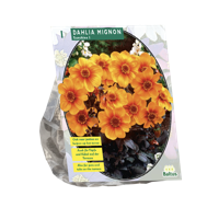 Bloembollen Dahlia Sunshine 1 stuk Baltus - Baltus