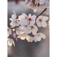 Fotobehang - Cherry Blossoms 192x260cm - Vliesbehang - thumbnail