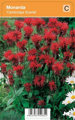 Vips Monarda Cambridge Scarlet - Bergamotplant