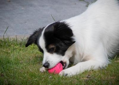 Dog Comets Ball Stardust Roze M 2-pack