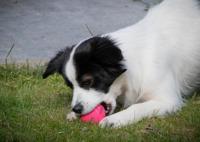 Dog Comets Ball Stardust Roze M 2-pack