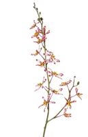 Cattleya orchidee 82 cm kunstbloem zijde nepbloem I - Driesprong collection