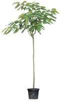 Perzische Slaapboom Albizia julibrissin 325 cm - Warentuin Natuurlijk