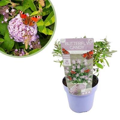 Buddleja Davidii Butterfly Candy Lila Sweetheart - Vlinderstruik - P19