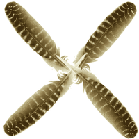 Kalkoenveer Bronskleurig