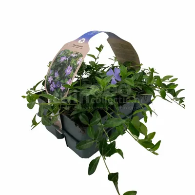 Kleine Maagdenpalm - Vinca minor 6-pack