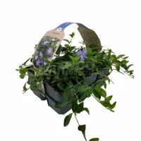 Kleine Maagdenpalm - Vinca minor 6-pack