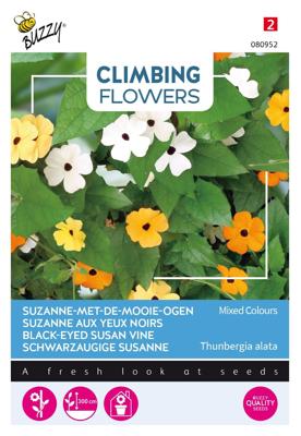 Flowering climbers thunbergia mixed - Buzzy