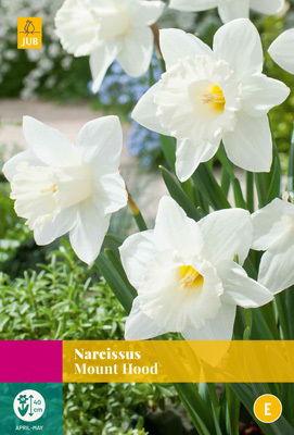 Narcissus Mount Hood JUB, 15 bloembollen - Jub