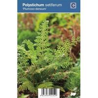 Naaldvaren (polystichum setiferum "Plumoso Densum") schaduwplant - 12 stuks