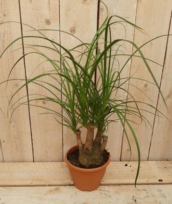 Kamerplant Beaucarnea recuvata gedeelde stam 30 cm - Warentuin natuurlijk