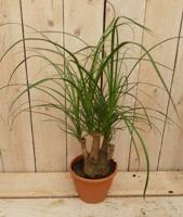 Kamerplant Beaucarnea recuvata gedeelde stam 30 cm - Warentuin natuurlijk