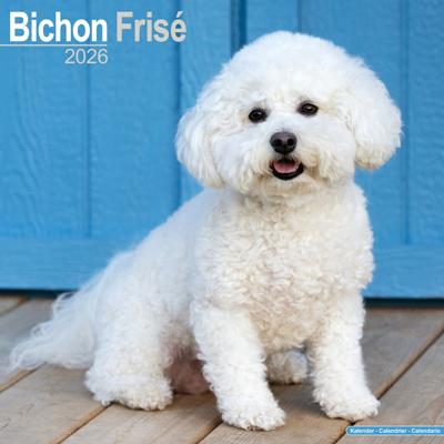 Bichon Frise Kalender 2026