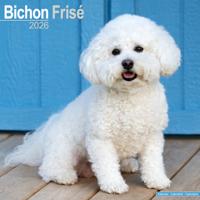 Bichon Frise Kalender 2026