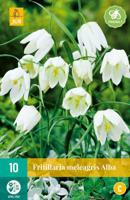 Fritillaria meleagris alba 10 bollen