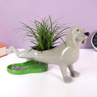 Plassende hond bloempot