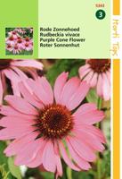 Zaden Echinacea Rode Zonnehoed Hortitops - Hortitops