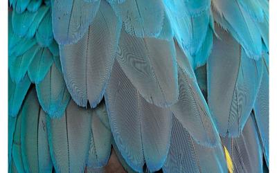 Goossens Schilderij Blue Feathers, 148 x 98 cm