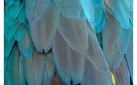 Goossens Schilderij Blue Feathers, 148 x 98 cm