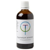 Equisetum