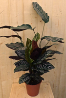 Calathea Ornata Pauwenplant met roze strepen 60 cm kamerplant Warentuin Natuurlijk - Warentuin natuurlijk