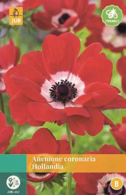 Anemone Coronaria Hollandia - Jub