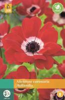 Anemone Coronaria Hollandia - Jub