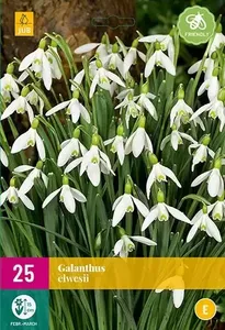 X 25 Galanthus elwesii