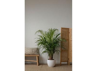 Chamber palms (Areca and Chamaedorea) - mix of 2