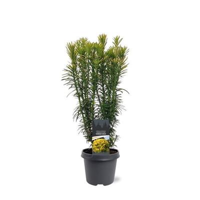 Cephalotaxus harringtonii Korean Gold 40-50 cm Conifeer - Warentuin natuurlijk
