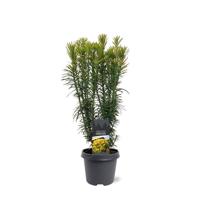 Cephalotaxus harringtonii Korean Gold 40-50 cm Conifeer - Warentuin natuurlijk