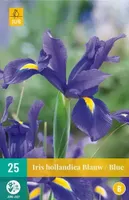 X 25 Iris hollandica blauw