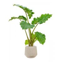 Plant in Pot Alocasia Portodora 115 cm kamerplant in Baq Raindrop 30 cm bloempot - thumbnail