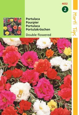 Portulaca Grd.Fl. Dubbelbloemig Gemengd - Hortitops