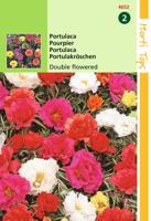 Portulaca Grd.Fl. Dubbelbloemig Gemengd - Hortitops