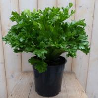 Groene Krisby nestvaren Asplenium Warentuin Natuurlijk - Warentuin natuurlijk