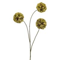 Scabiosa