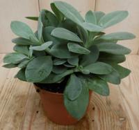 2 stuks! Kamerplant Vesuvius Flavours Senecio Cephalophorus - Warentuin natuurlijk