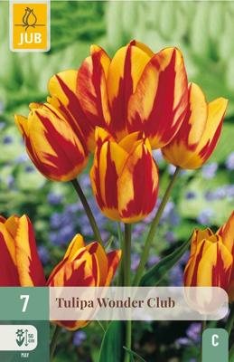 Tulp wonder club 7 bollen