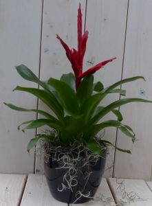 Bromelia zwarte/antraciete pot 30 cm - Warentuin Natuurlijk