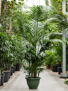 Kentia Howea XXXXL