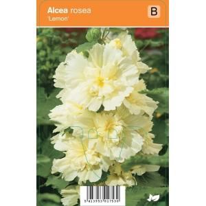 Stokroos (alcea rosea "Lemon") zomerbloeier - 12 stuks